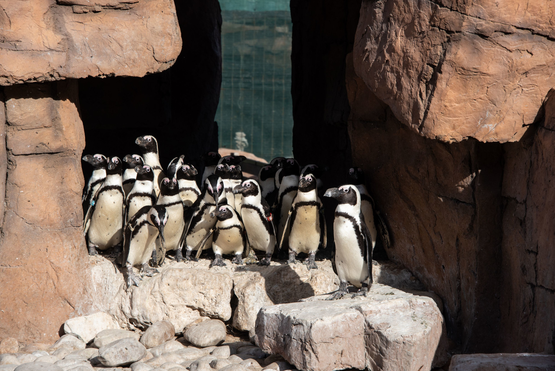 Ford Wildlife Foundation Penguins